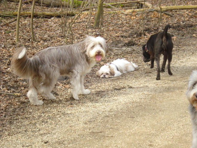 Montie ( onderdanig....) met de andere vriendinnen honden in het Bos !!! 18-03-10