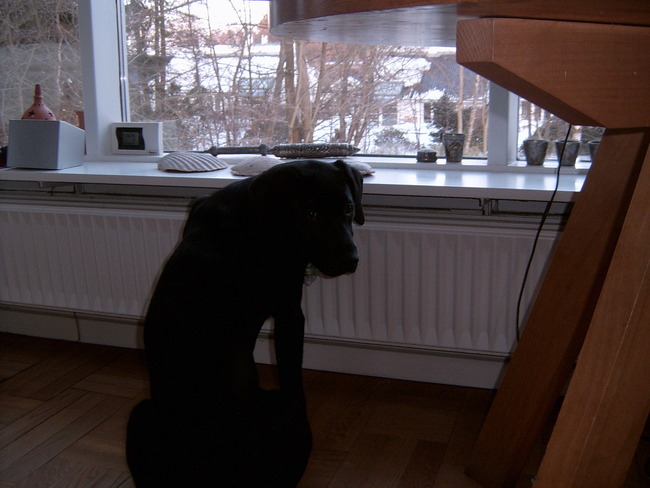 weet niet of dit een mooie foto is.. maar als je hem kan zien is dit sita die naar een paar vogels kijkt die voorbij vliegen