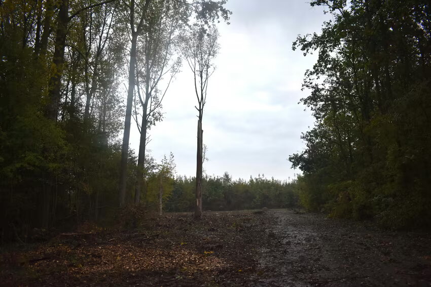 Er word behoorlijk in het bos gekapt.