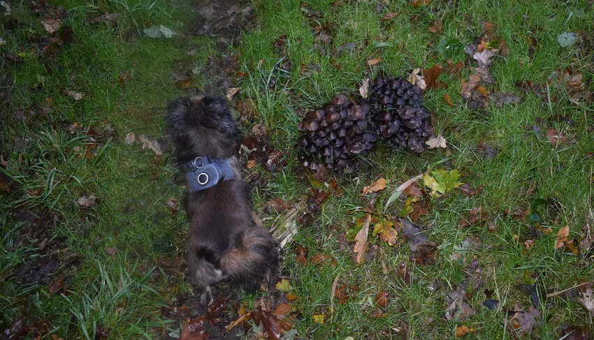 Gelukkig laat Lotus de paddenstoelen met rust maar het blijft goed…