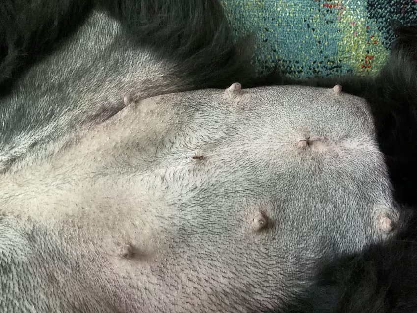Foto van Willemijn - baasje van Vika .           Bams  en Ogin   ¥ .