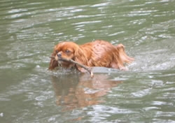 Floortje in het water