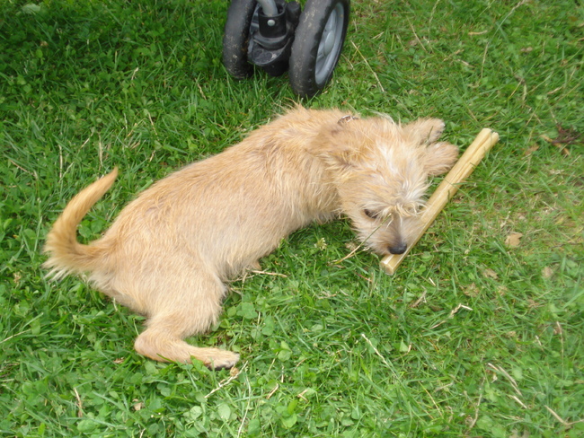 kauwen aan iemand anders botje!