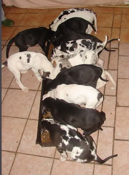 Dit is het volledige nest van Bruno.
13 stuks..