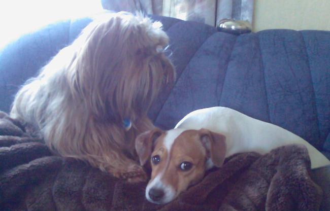 de hond van mijn ouders, saartje, en fief