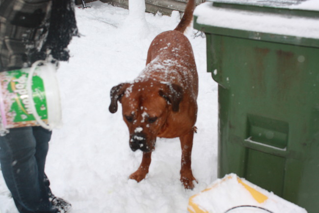 nog steeds in de sneeuw 