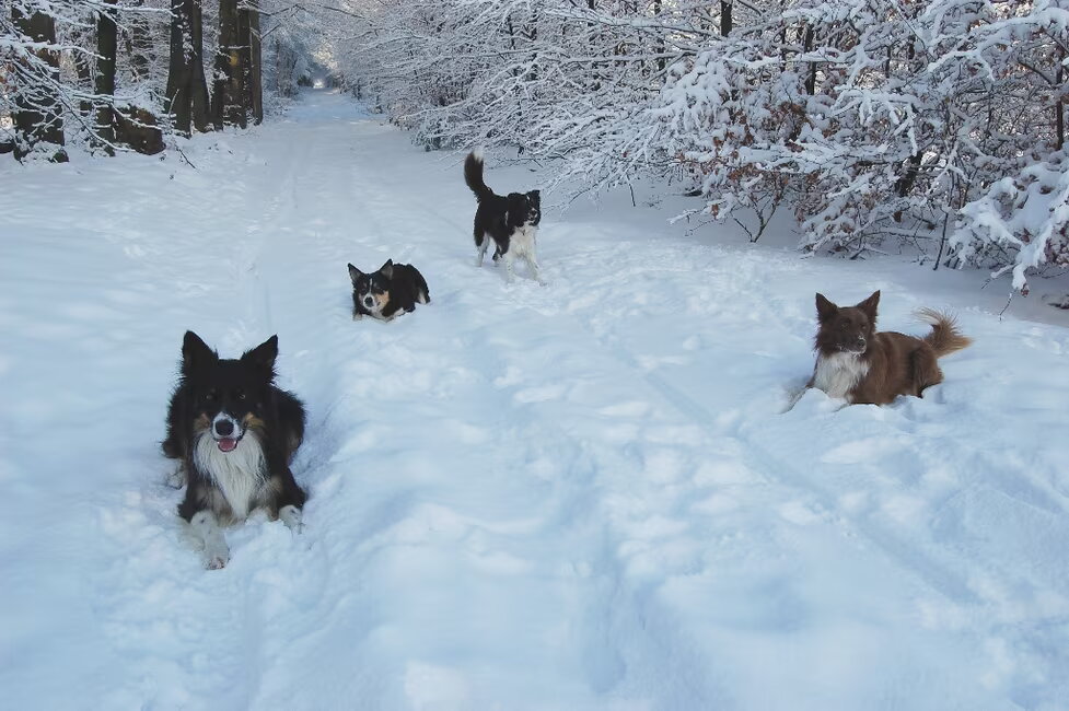 In de sneeuw met z'n vieren