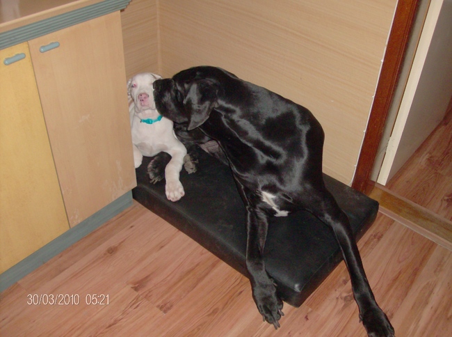 Bailey is erg lief voor Bruno