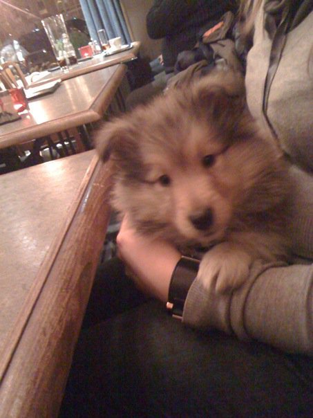 03 april 2010
Cooper op restaurant