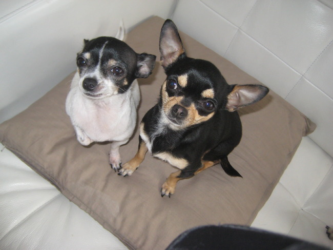 Dit is Lotta met haar (stief)zusje Muza. Twee jaar geleden heeft mijn zus Muza (blacktan)en ik Lotta geadopteerd. Ze zijn samen opgegroeid. Nu wonen ze apart, maar ze zien elkaar regelmatig! 