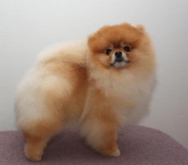 best in show ambasador petit poms die in norwegen woont bij mijn goede…