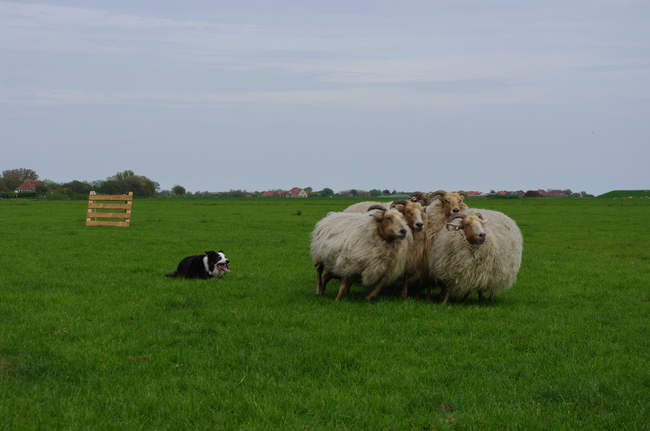 ikkwas op vakantie en maakte wat foto's vaneen drijvende border collie