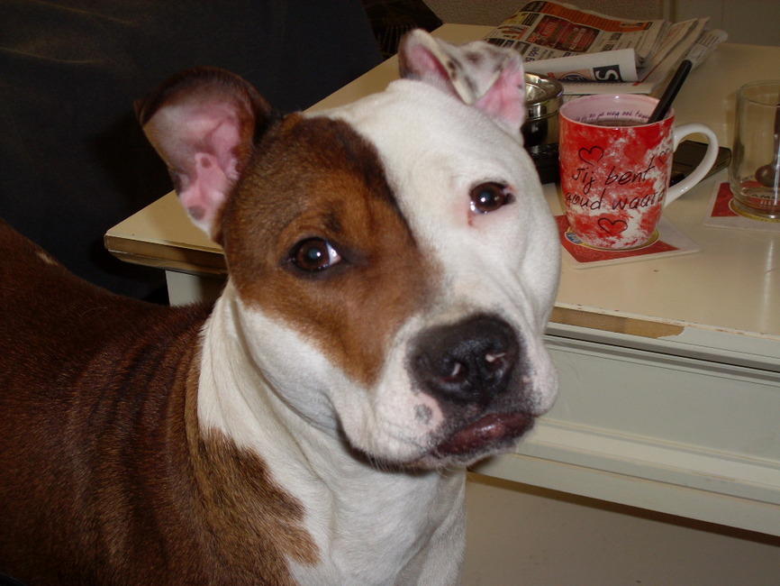 Onze kleinste boef Chika