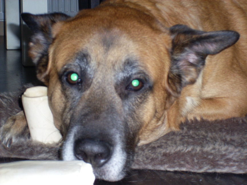 Onze oudste makker Boy