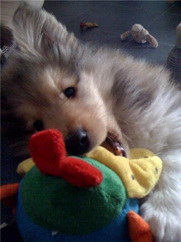 Cooper & zijn duikelaar