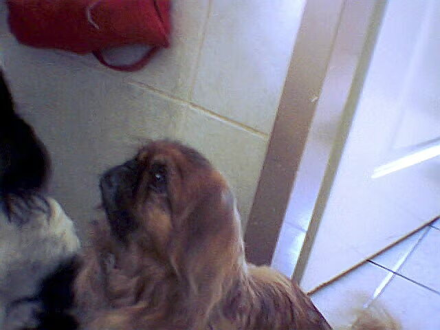 dit is Layka ken je vast wel van de andere foto's het is een pekingees