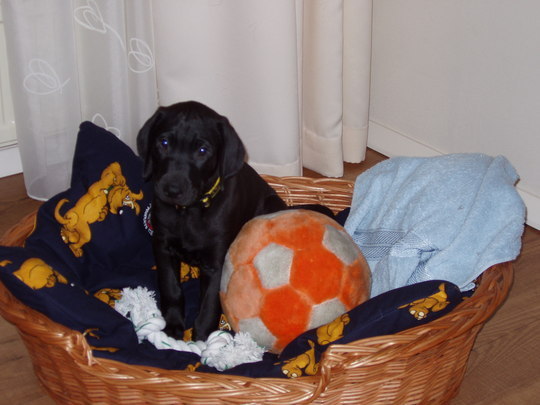 Riley de eerste dag bij ons....