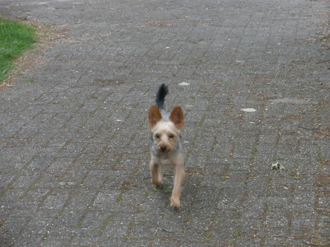 Pixel, onze yorkshire terrier