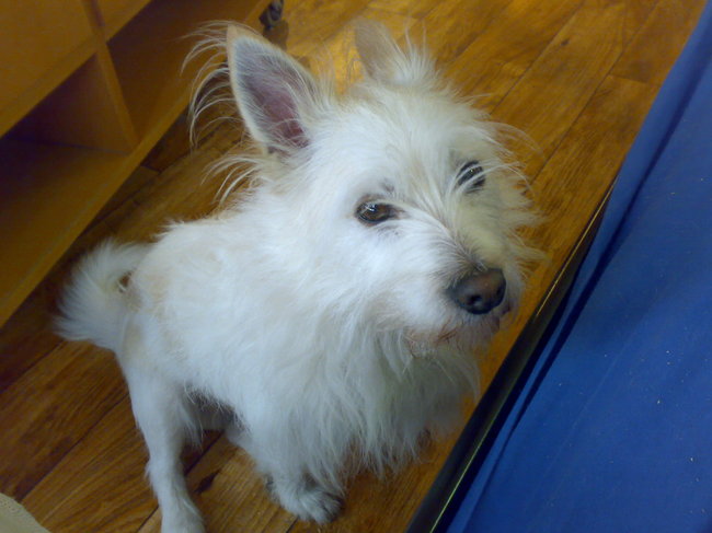 Thomas, kruising ruwharige jack russel met een maltheser leeuwtje.