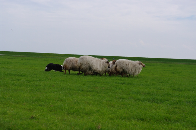 schapendrijven