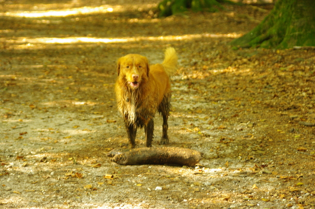 misschien lukt het ares om de tak meet enemen