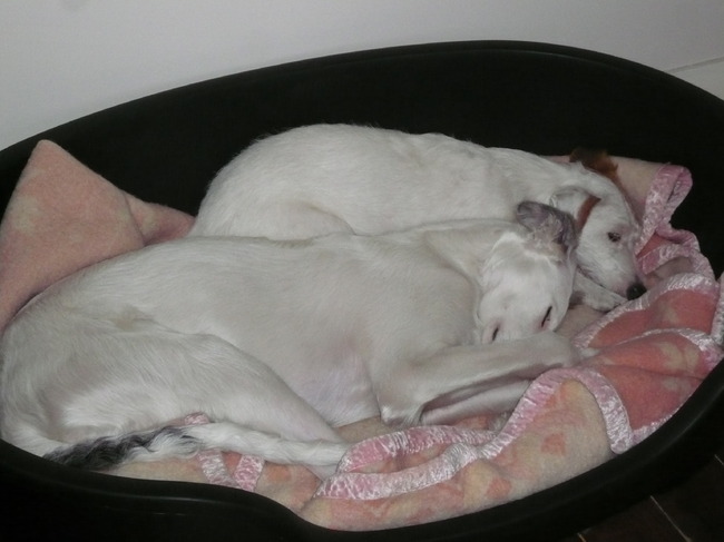 lekker met z'n tweetjes een dutje doen