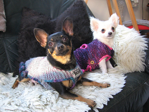 superdogs Zoja en Coco!