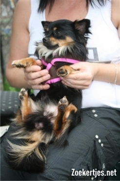 maxi heb ik net gekocht ,2 jaar oud ,heb nog 2 kleintjes van 6 maanden ,leuk hoor