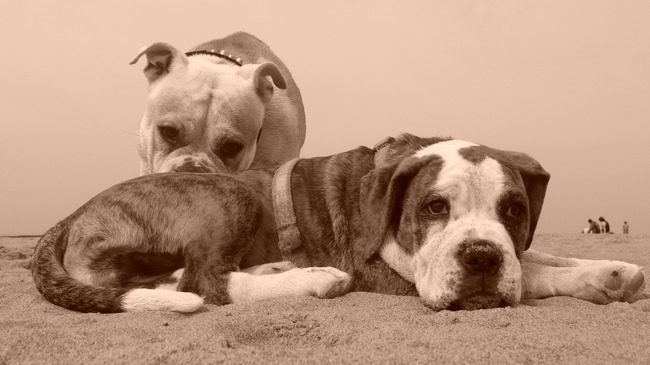 kency komt kijken of Fee echt niet mag spelen :)