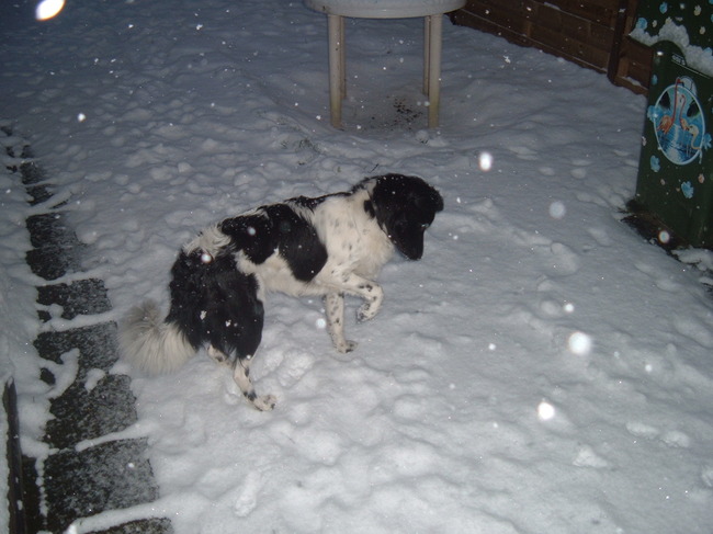 beitske voor het eerst in de sneeuw