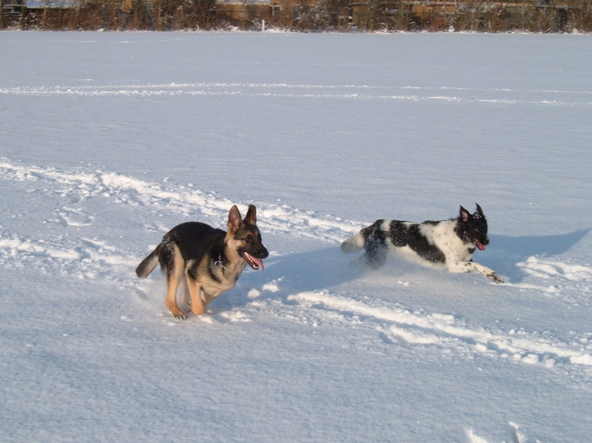 beitske en spike (wie is er sneller)