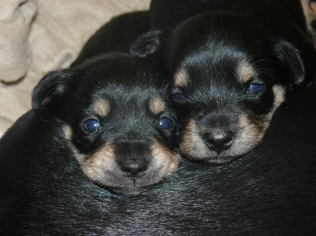 Pups van Juny geboren 24-04-2010
3 weekjes