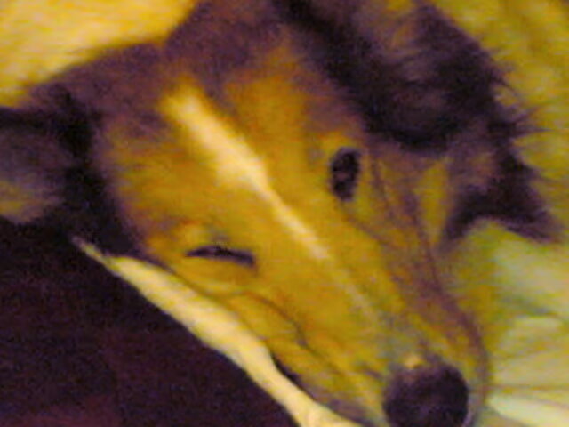 Liza, mijn colliemeid met een triest verleden als fokteef en mishandeld…