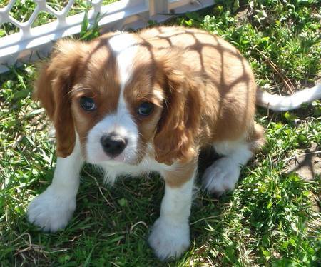 dit is lara deze hebben ze geadopteerd uit het asiel