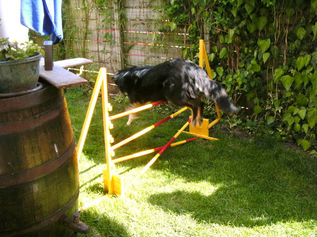 Ginger springt over (mijn zelfgemaakte) hoogtesprong heen!:D