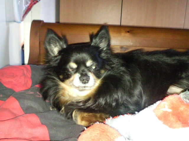 Ons oudje Rakker een herplaatsertje chihuahua van bijna 9 jaar