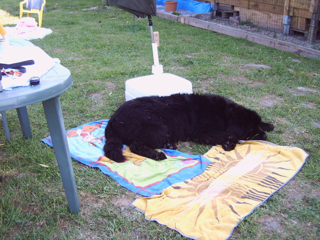 in het zonnetje liggen