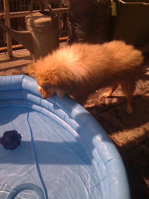 25 MEI 2010.
Coopers eerste zwembadje.