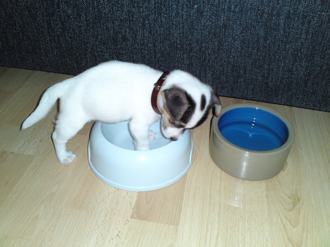 Melo en zijn voerbak.