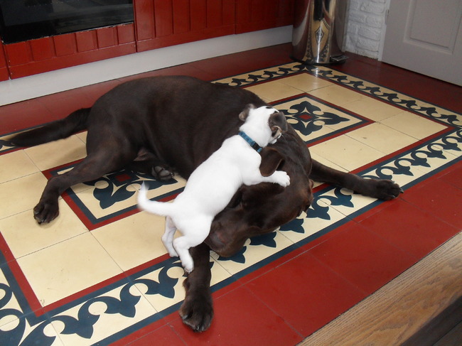 Samen met zijn grote vriend Dexter de Labrador.