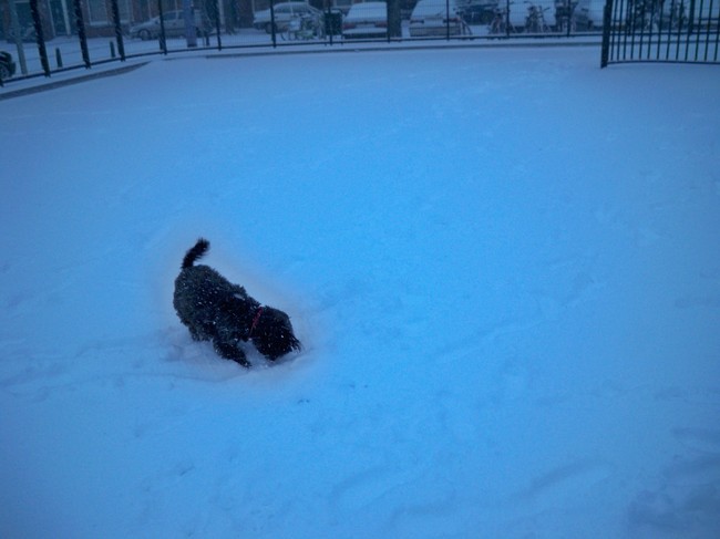 Senna helemaal blij in de sneeuw.