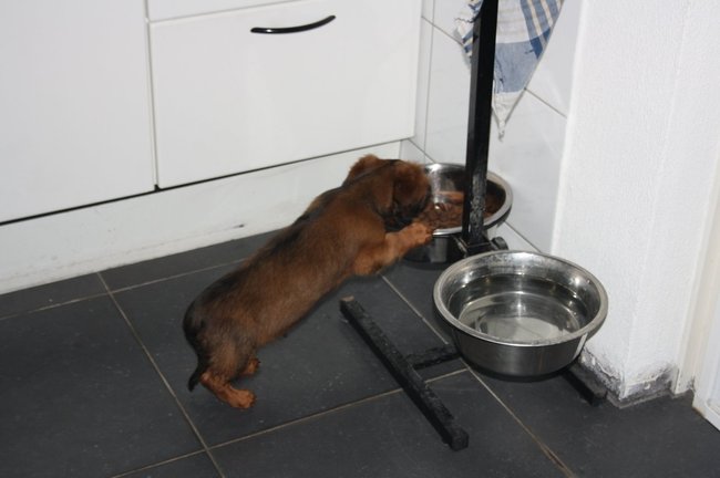 Lekker eten van Max zijn brokjes