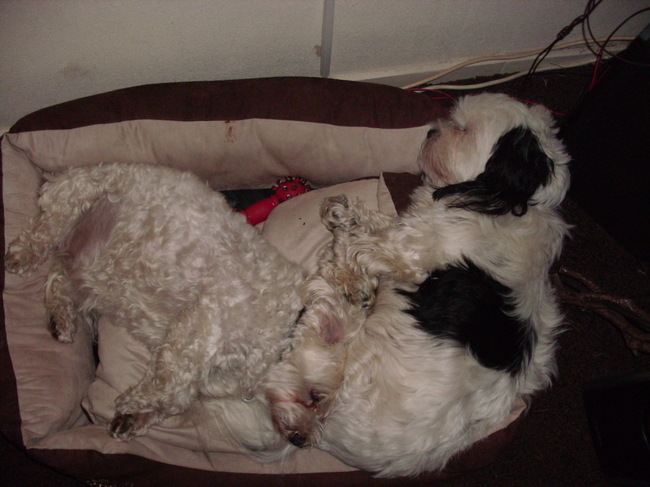 samen met mijn lieve Robbie huisgenootje van 12