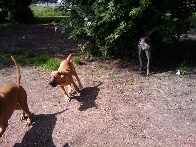 Heel hard achter elkaar aanrennen... wat een lol! 