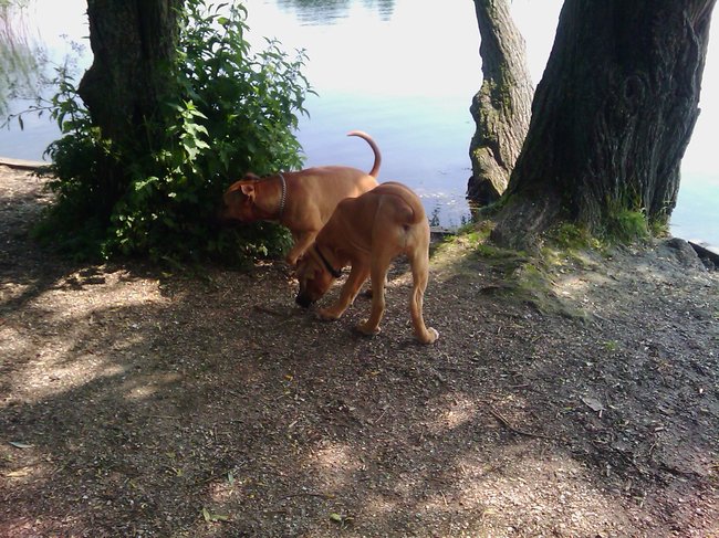 Samen op onderzoek uit! Super leuke Boerboel pup van 14 weken, en een flinkerd al... 