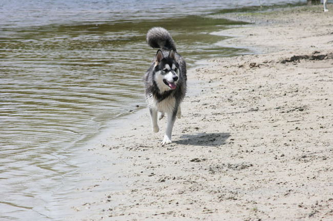 King speelt Robinson Crusoë