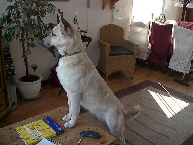 Sombra is een kruising herder, zij is 10 j jaar oud en heeft een lief…