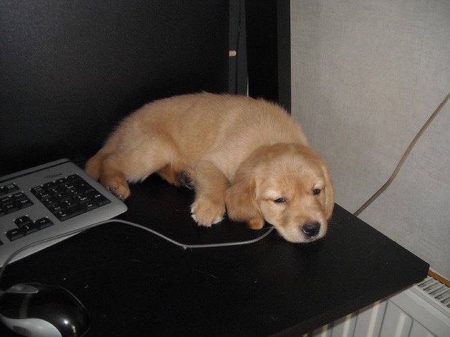 Cira lekker hoog kan Bobo haar niet lastig vallen