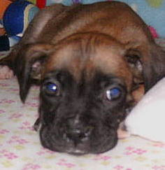 Onze Pup Diva, inmiddels al weer groter hoor!!