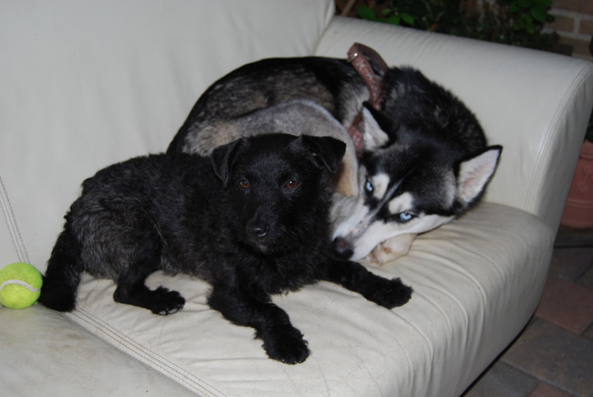 Samen op de hondenbank